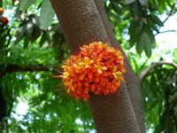 Saraca asoca